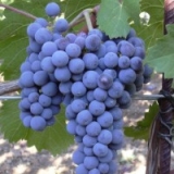 Il vitigno Cabernet Franc